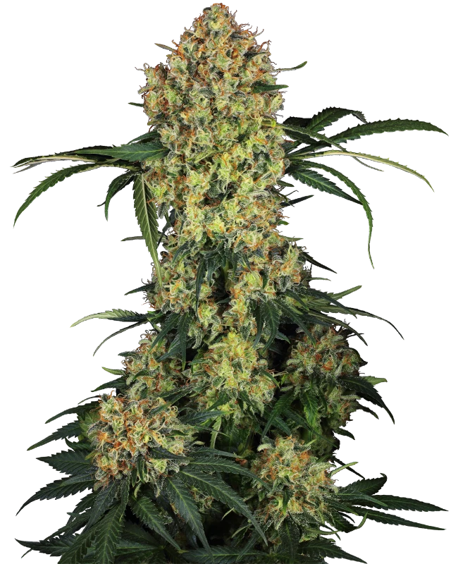 Aloha OG Feminisiert Sensi Seeds