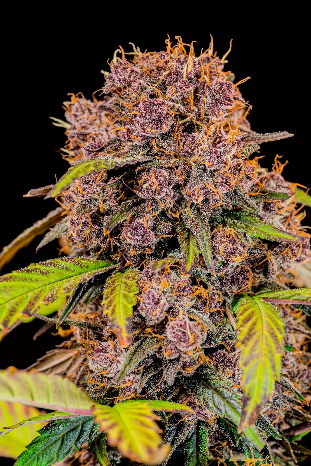Auto Lemon Cherry Cookies™ (Feminisiert) Fast Buds