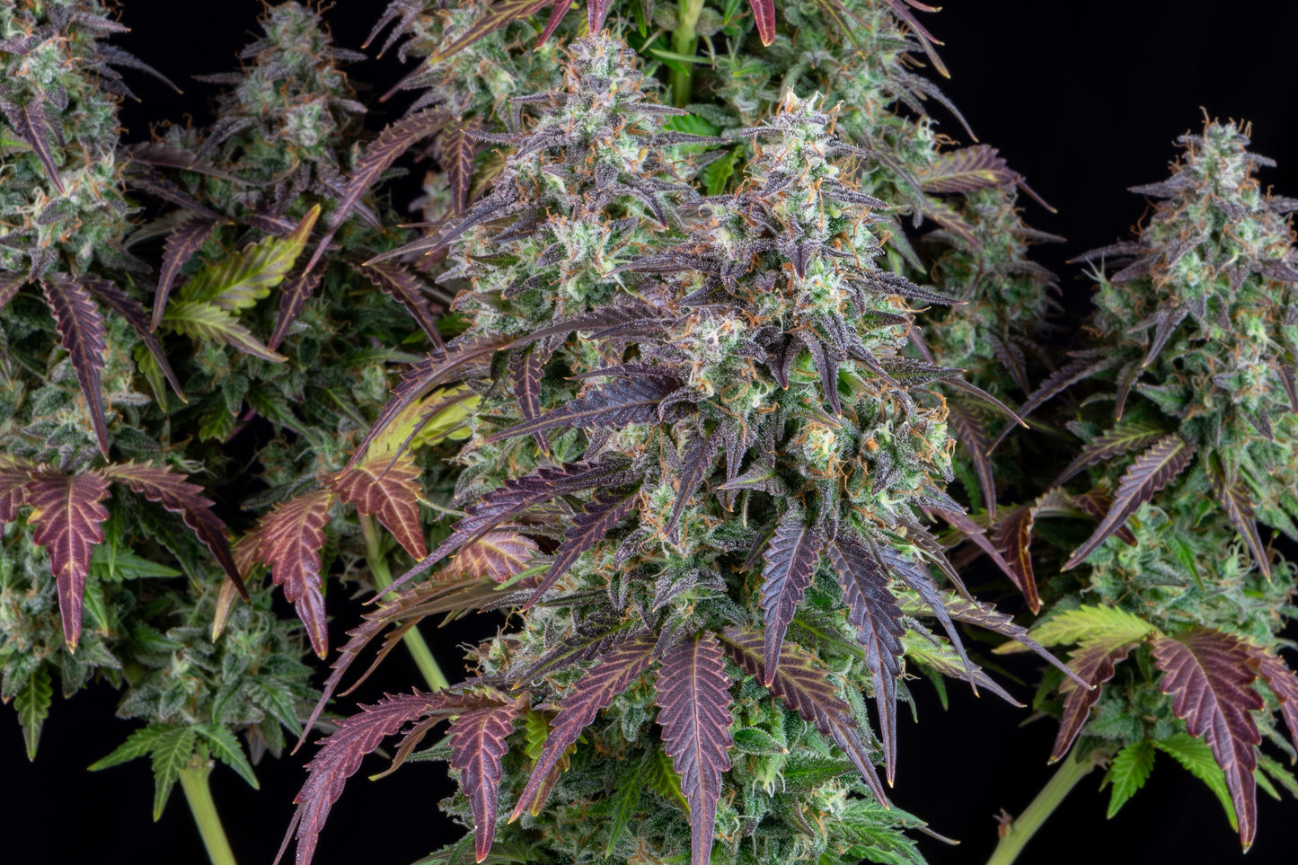 Auto Lemon Pie (Feminisiert) Fast Buds