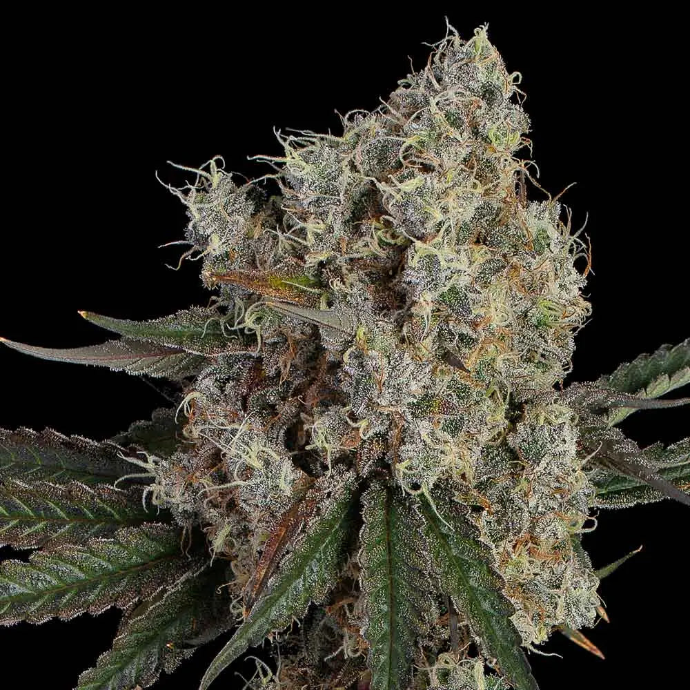 Another Level Feminisiert Happy Valley Genetics