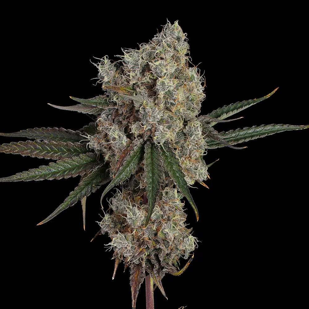 Another Level Feminisiert Happy Valley Genetics