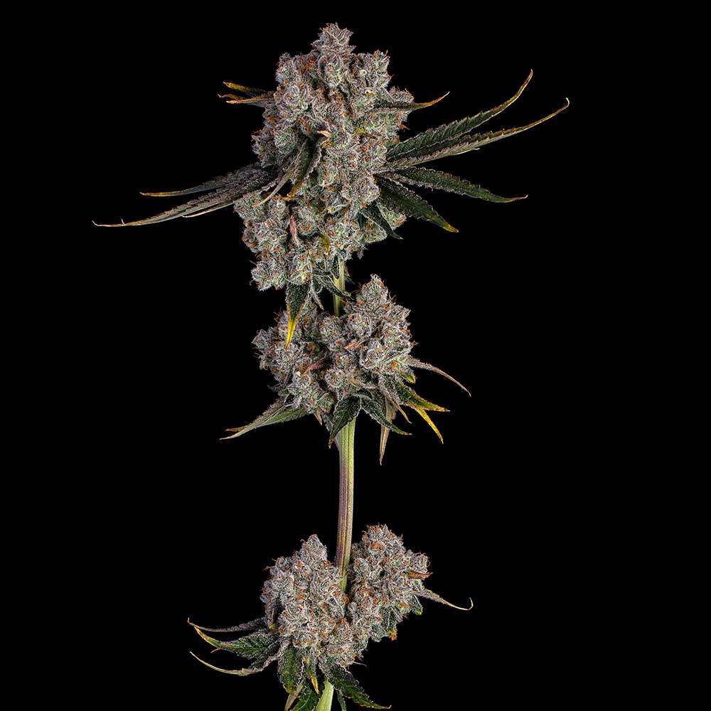 Candy Games #38 Feminisiert Happy Valley Genetics