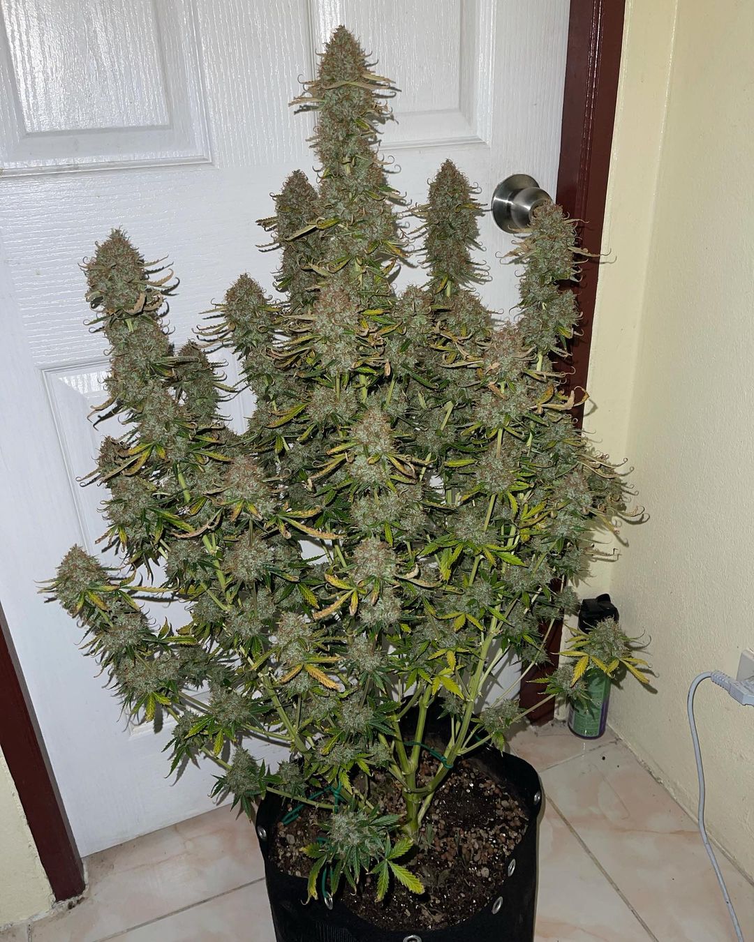 Auto Lemon Pie (Feminisiert) Fast Buds