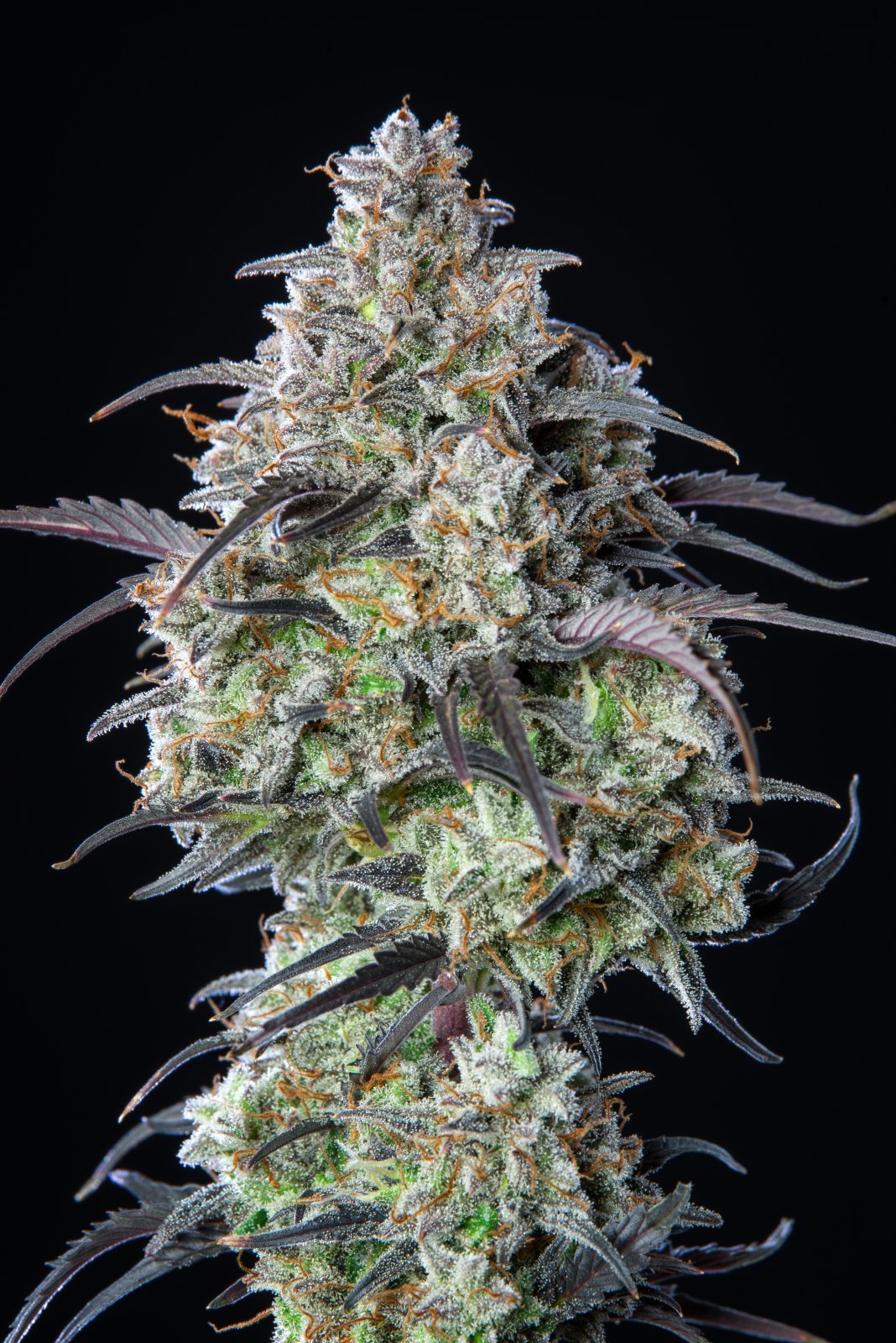 Auto Mimosa Cake (Feminisiert) Fast Buds