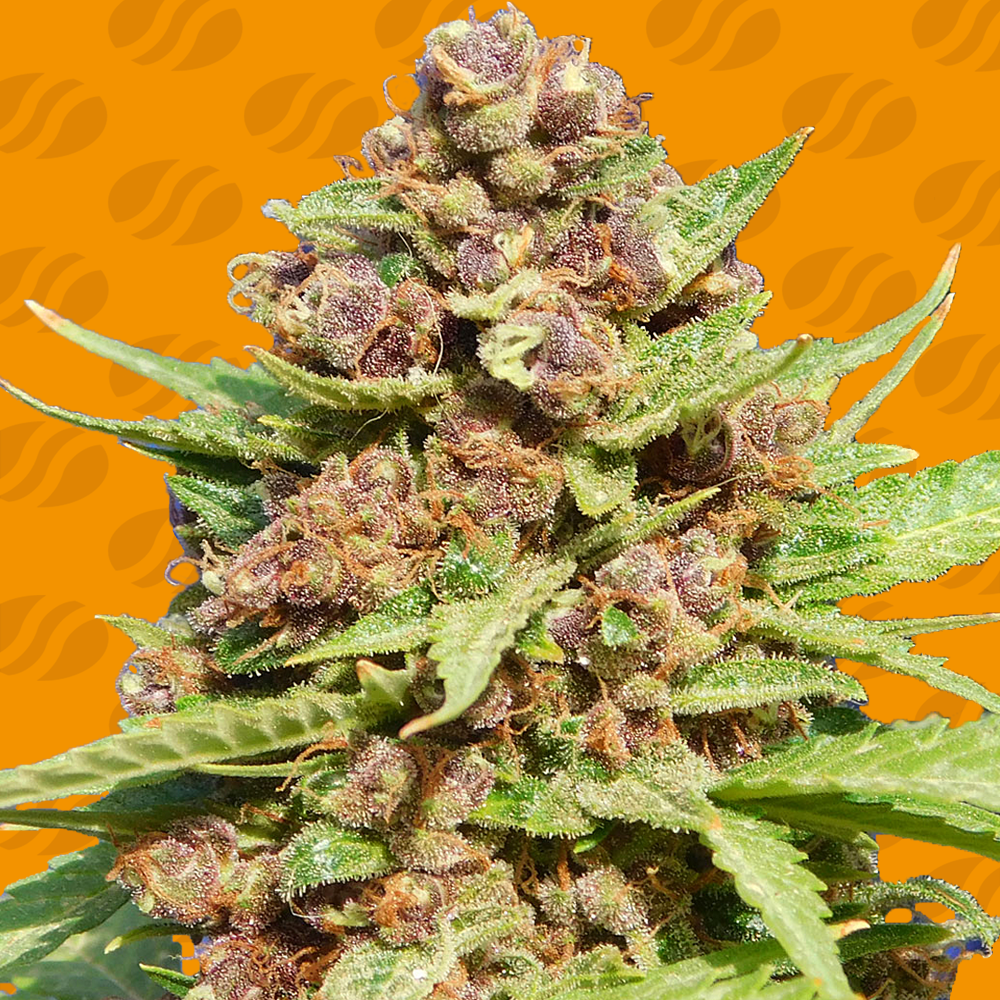 Wedding Cookies Feminisiert Original Sensible Seeds
