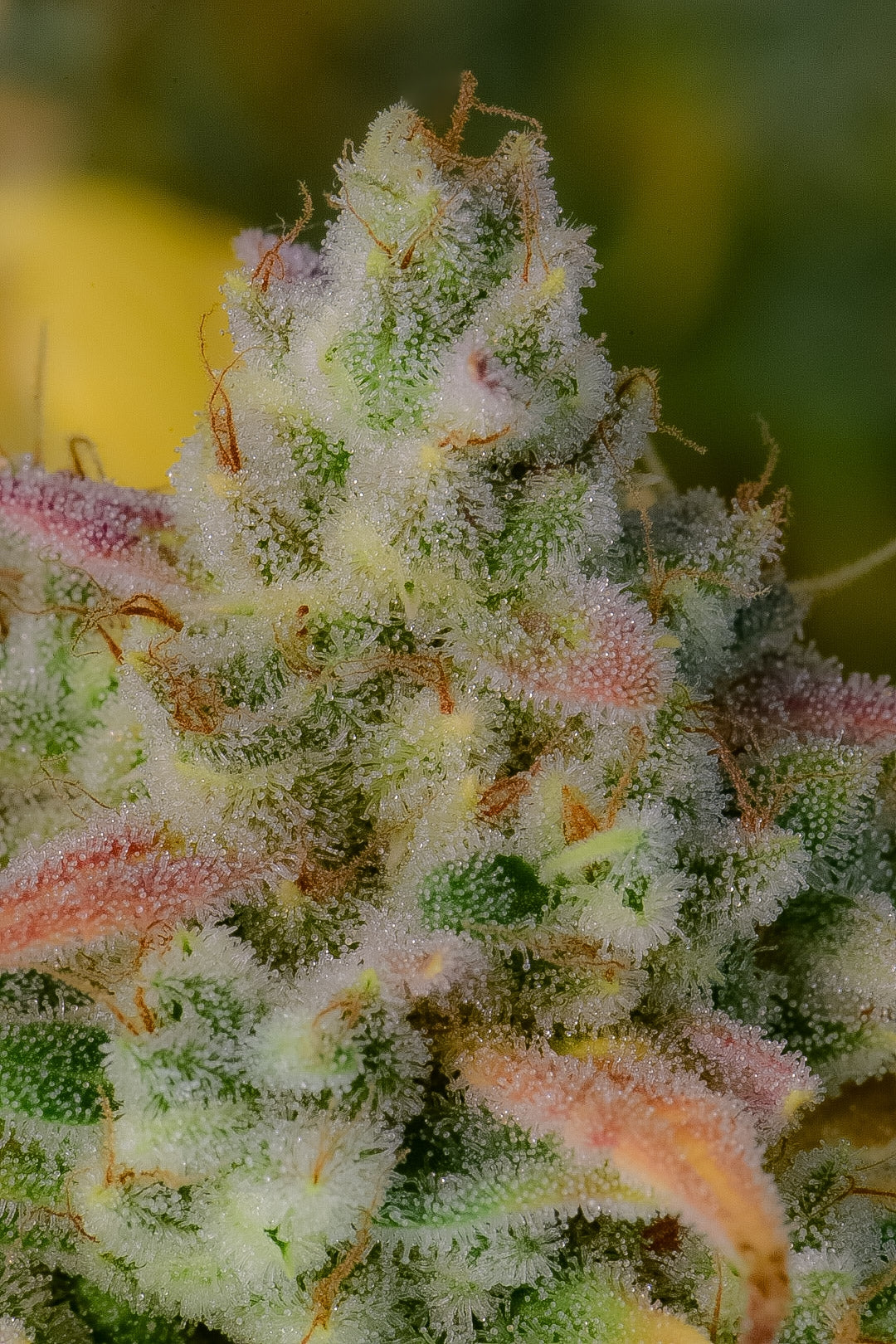 Auto Gelato (Feminisiert) Fast Buds