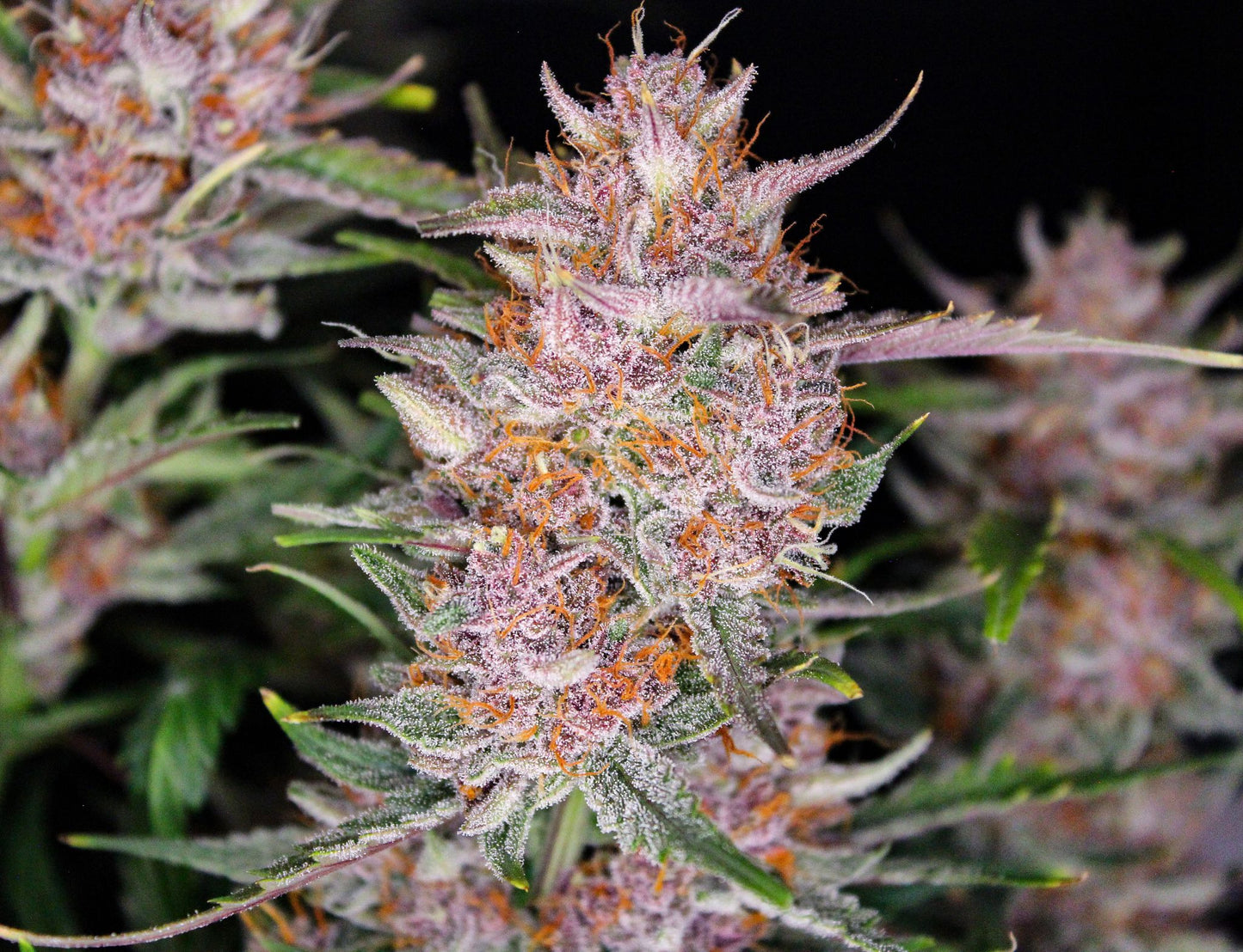 Auto Gorilla Punch (Feminisiert) Fast Buds
