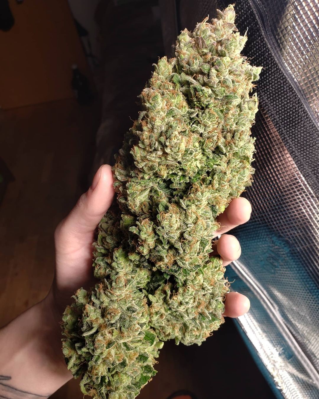 Auto Kosher Cake (Feminisiert) Fast Buds