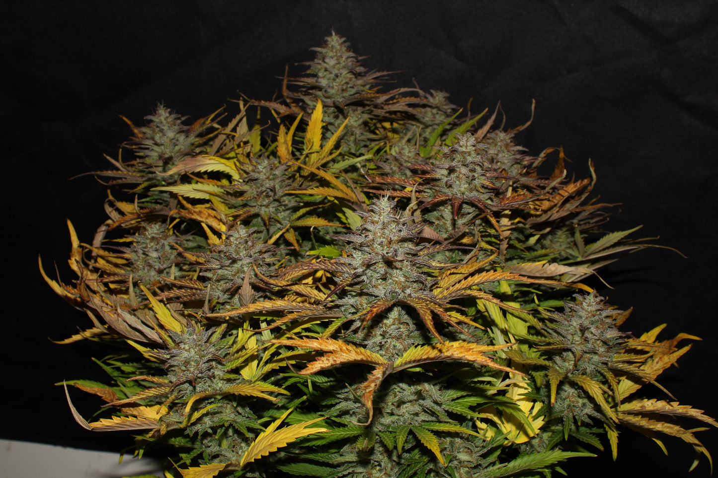 Auto Original Cheese (Feminisiert) Fast Buds