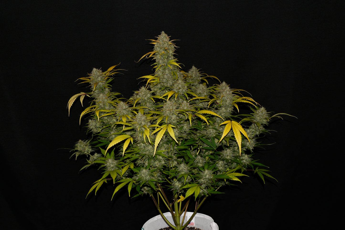 Auto Gelato (Feminisiert) Fast Buds