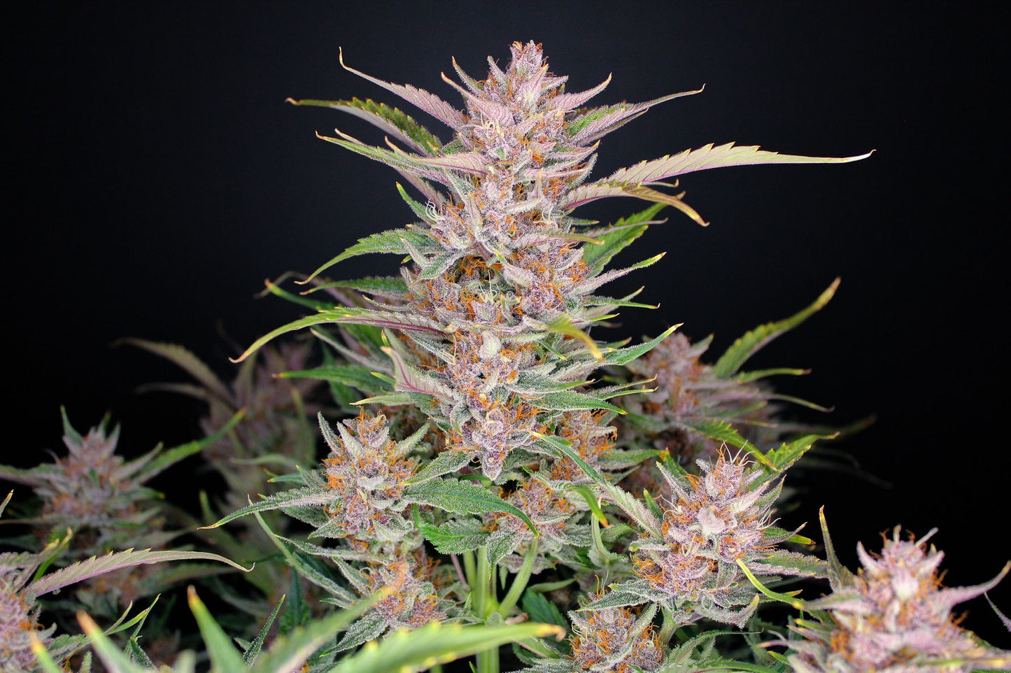 Auto Gorilla Punch (Feminisiert) Fast Buds