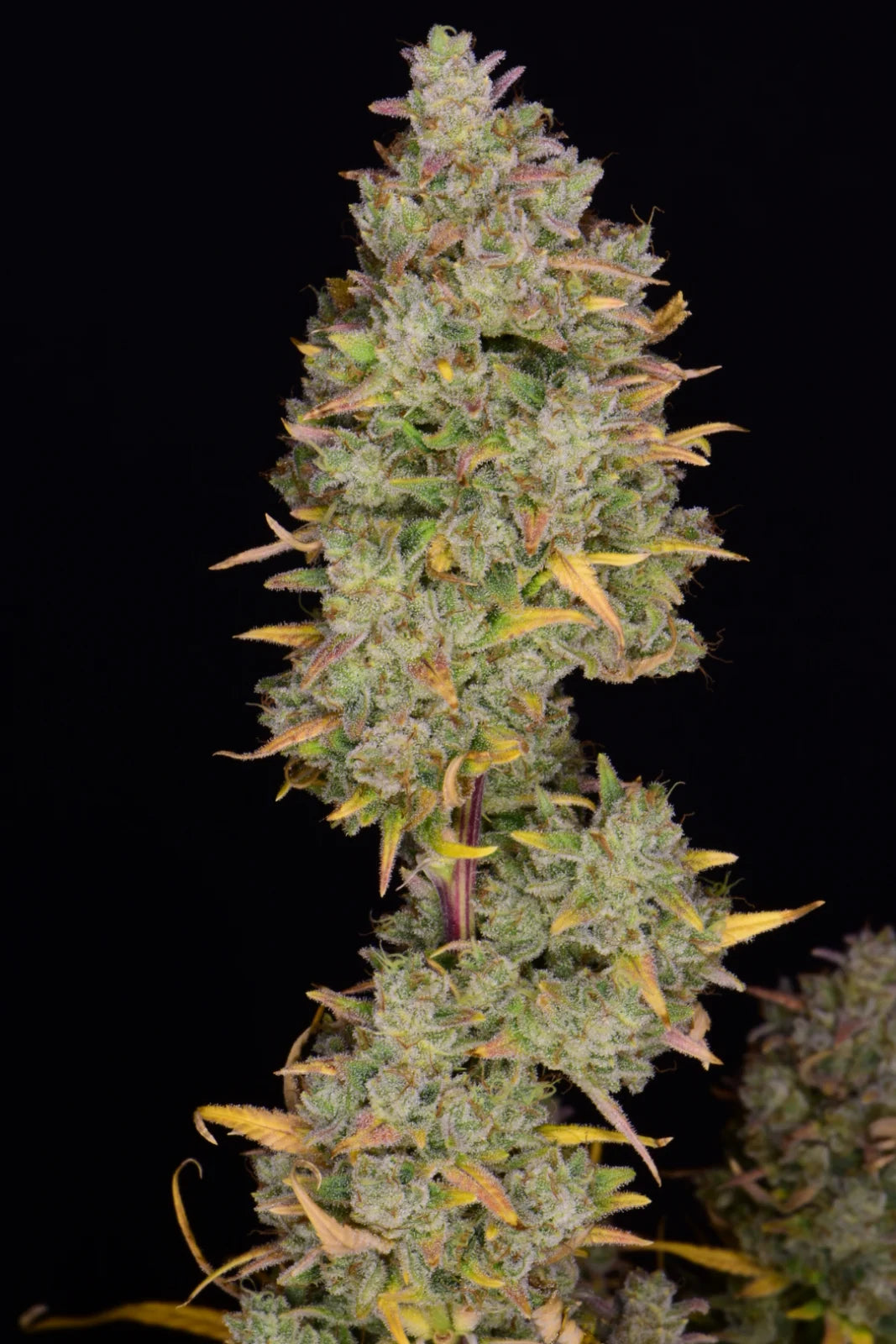 Auto Gelato (Feminisiert) Fast Buds