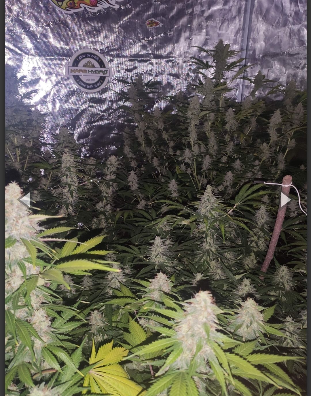 Auto Mimosa Cake (Feminisiert) Fast Buds