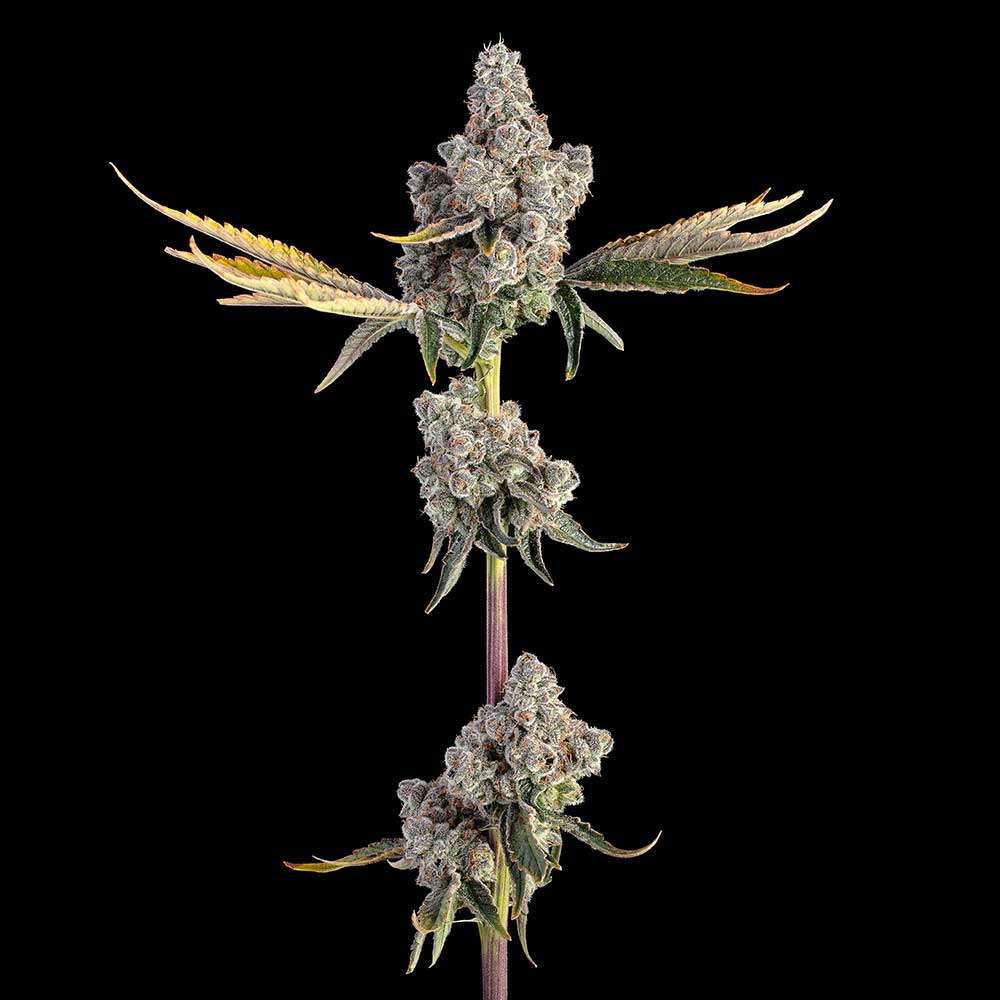 Overtime Feminisiert Happy Valley Genetics