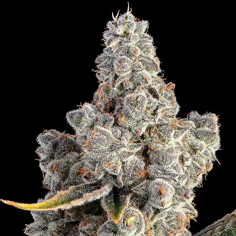 Overtime Feminisiert Happy Valley Genetics