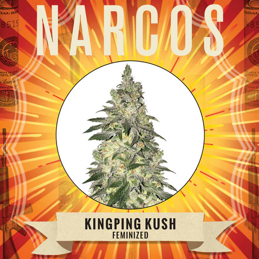 Kingpin Kush Feminisiert Narcos Seeds