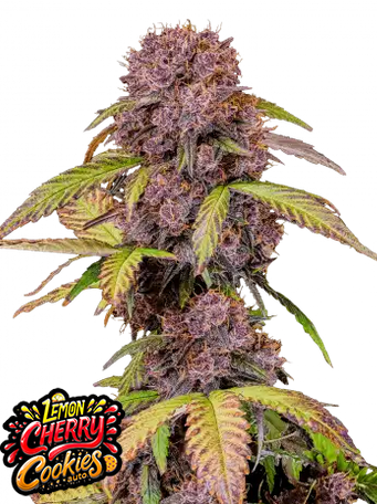 Auto Lemon Cherry Cookies™ (Feminisiert) Fast Buds