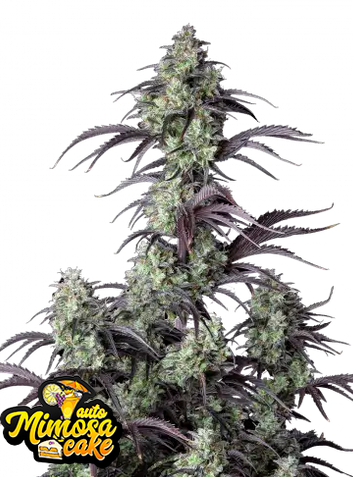 Auto Mimosa Cake (Feminisiert) Fast Buds
