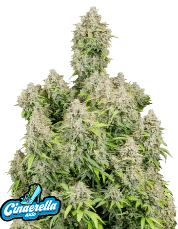 Auto Original Cinderella (Feminisiert) Fast Buds
