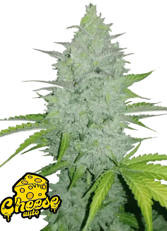 Auto Original Cheese (Feminisiert) Fast Buds