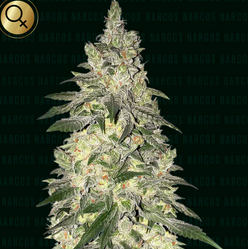 Kingpin Kush Feminisiert Narcos Seeds