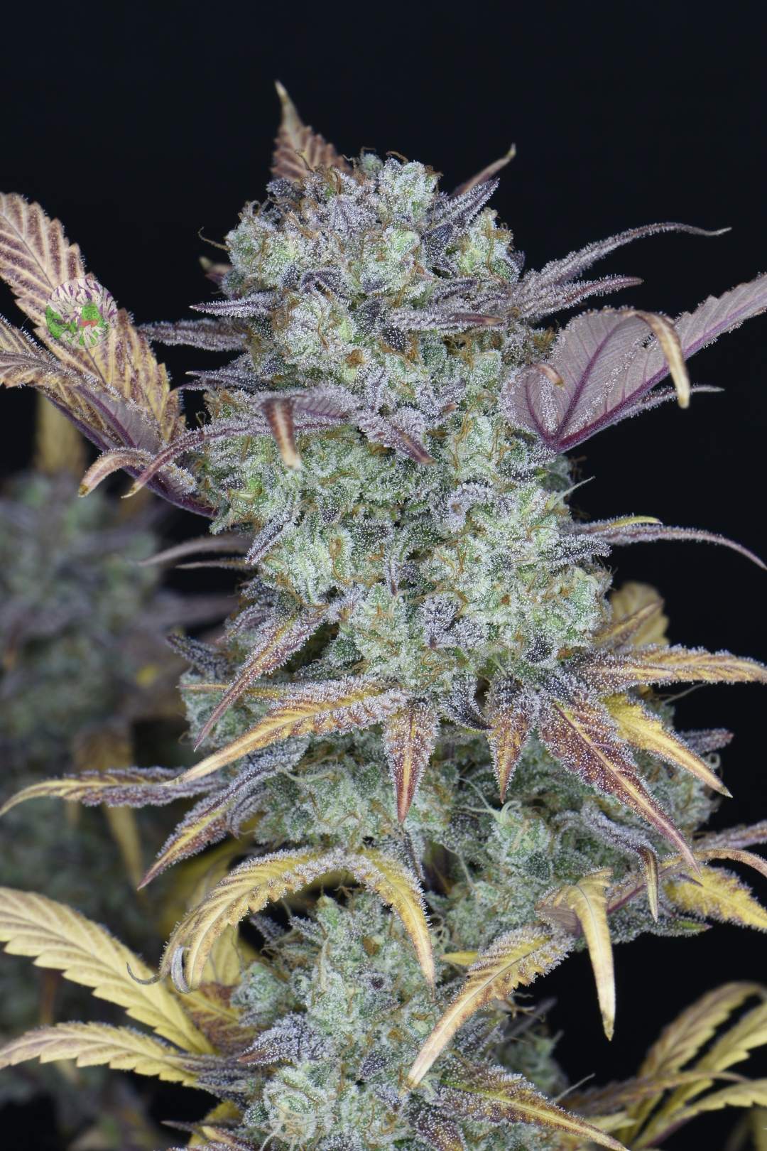 Auto Gelato (Feminisiert) Fast Buds