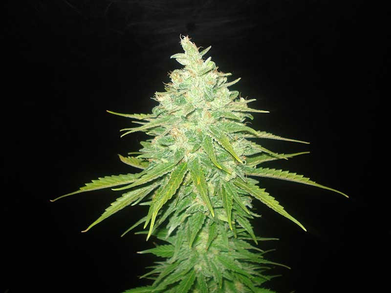 Afghan Kush x Black Domina ® Feminisiert Delicious Seeds (World of Seeds)