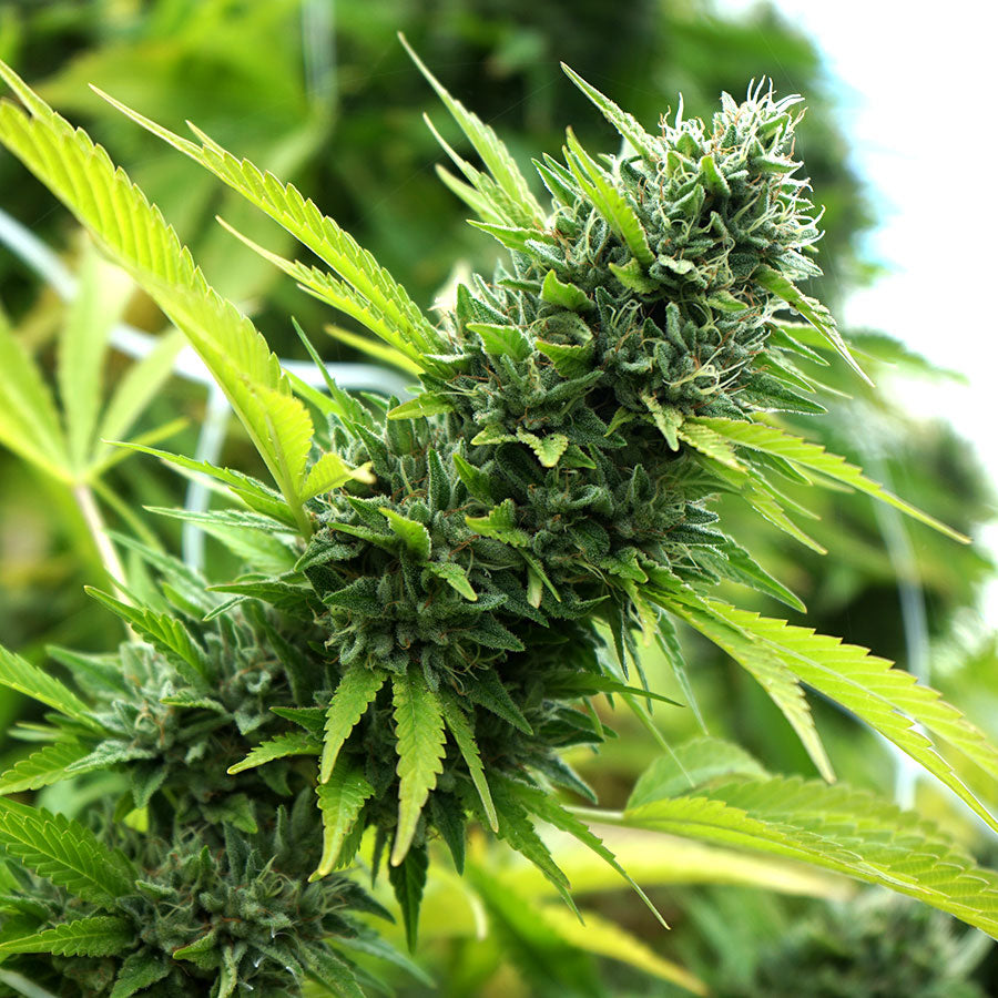 Banana Sapphire Feminisiert Humboldt Seed Organisation