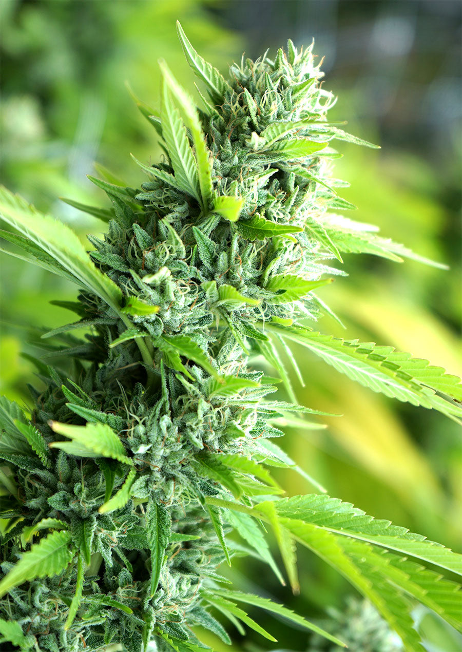 Banana Sapphire Feminisiert Humboldt Seed Organisation
