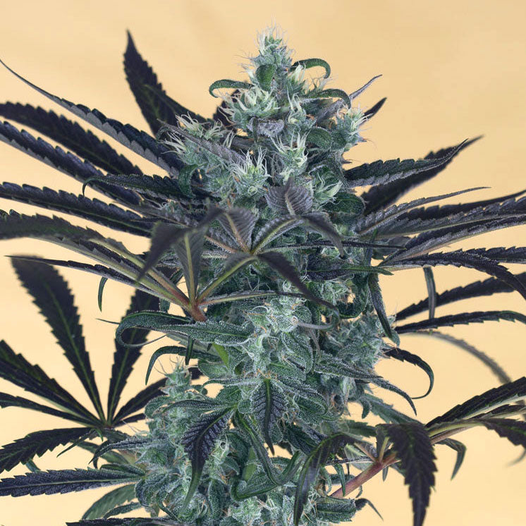 Blueberry Headband Feminisiert Humboldt Seed Organisation