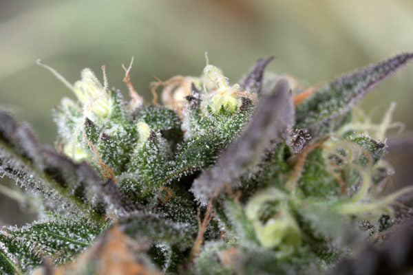 Blueberry Headband Feminisiert Humboldt Seed Organisation