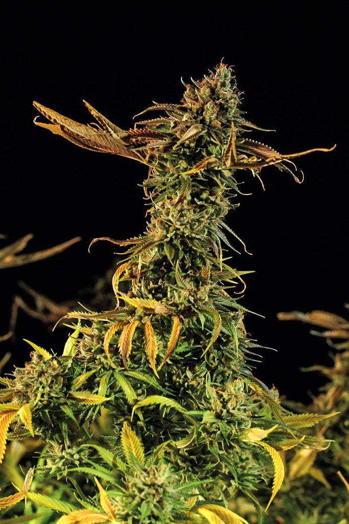 Blueberry Headband Feminisiert Humboldt Seed Organisation