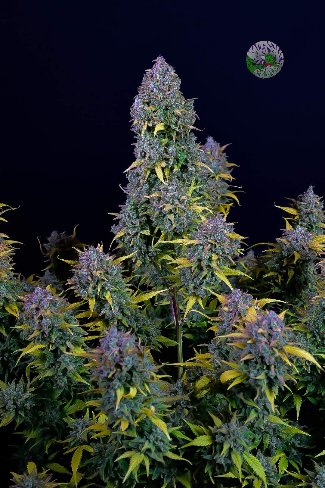 Auto Gelato (Feminisiert) Fast Buds
