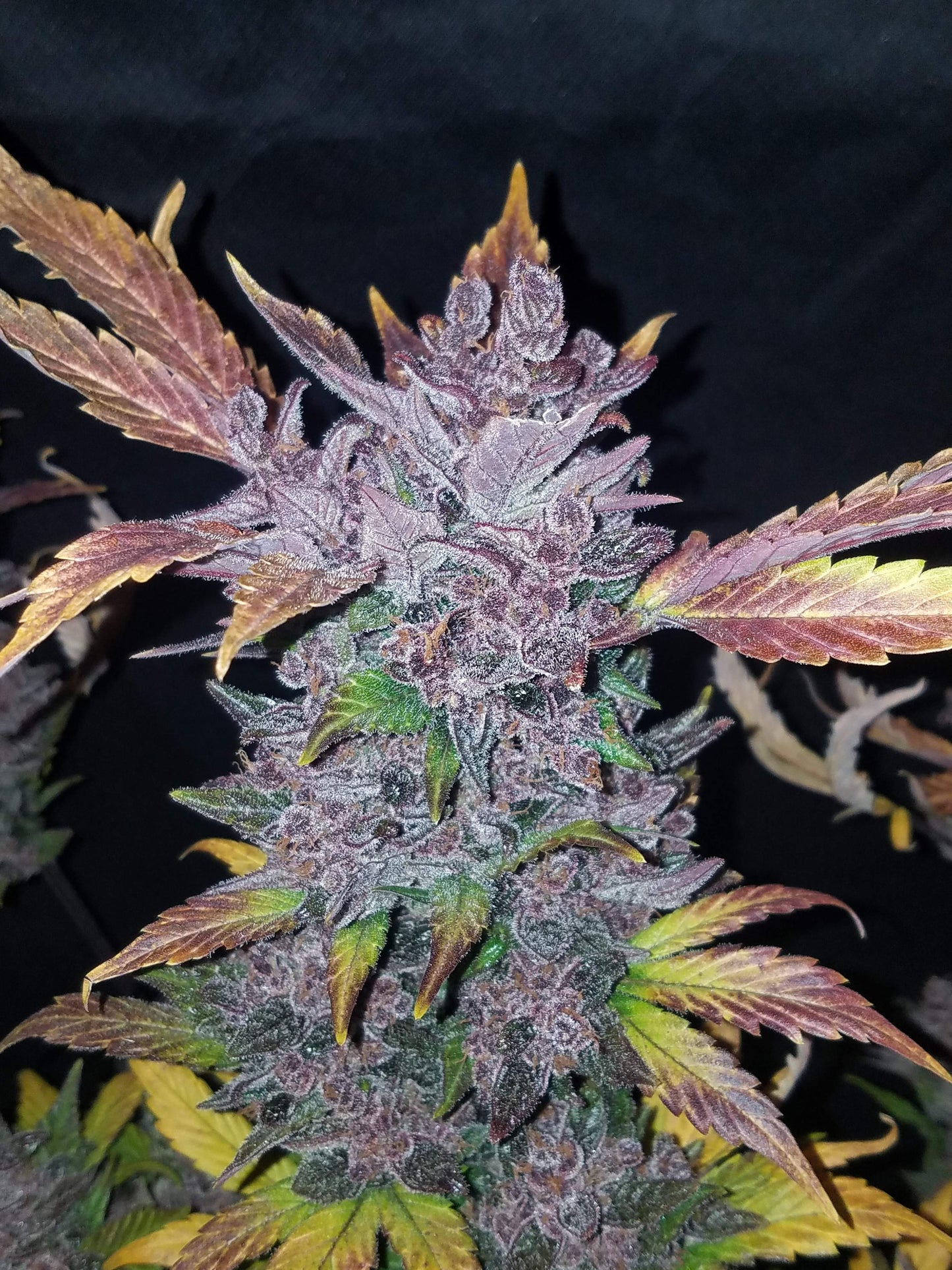 Auto LSD-25 (Feminisiert) Fast Buds