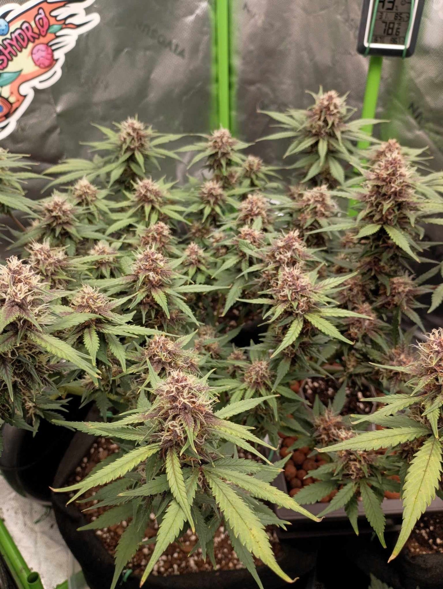 Auto LSD-25 (Feminisiert) Fast Buds