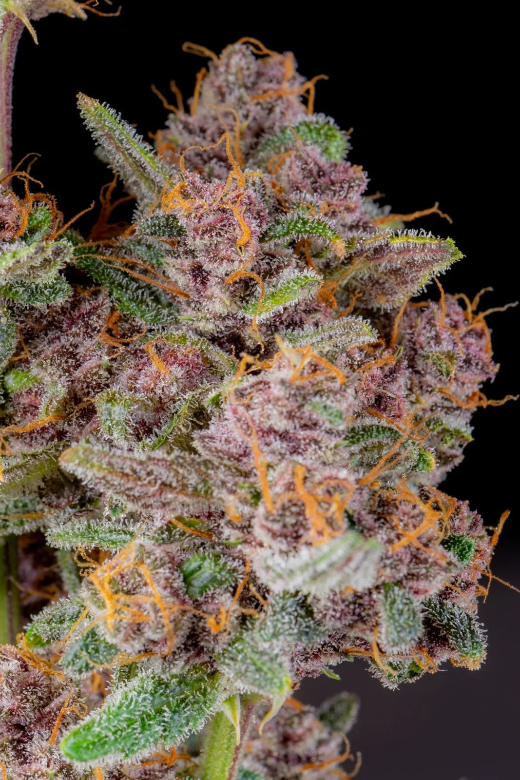 Auto Gorilla Punch (Feminisiert) Fast Buds